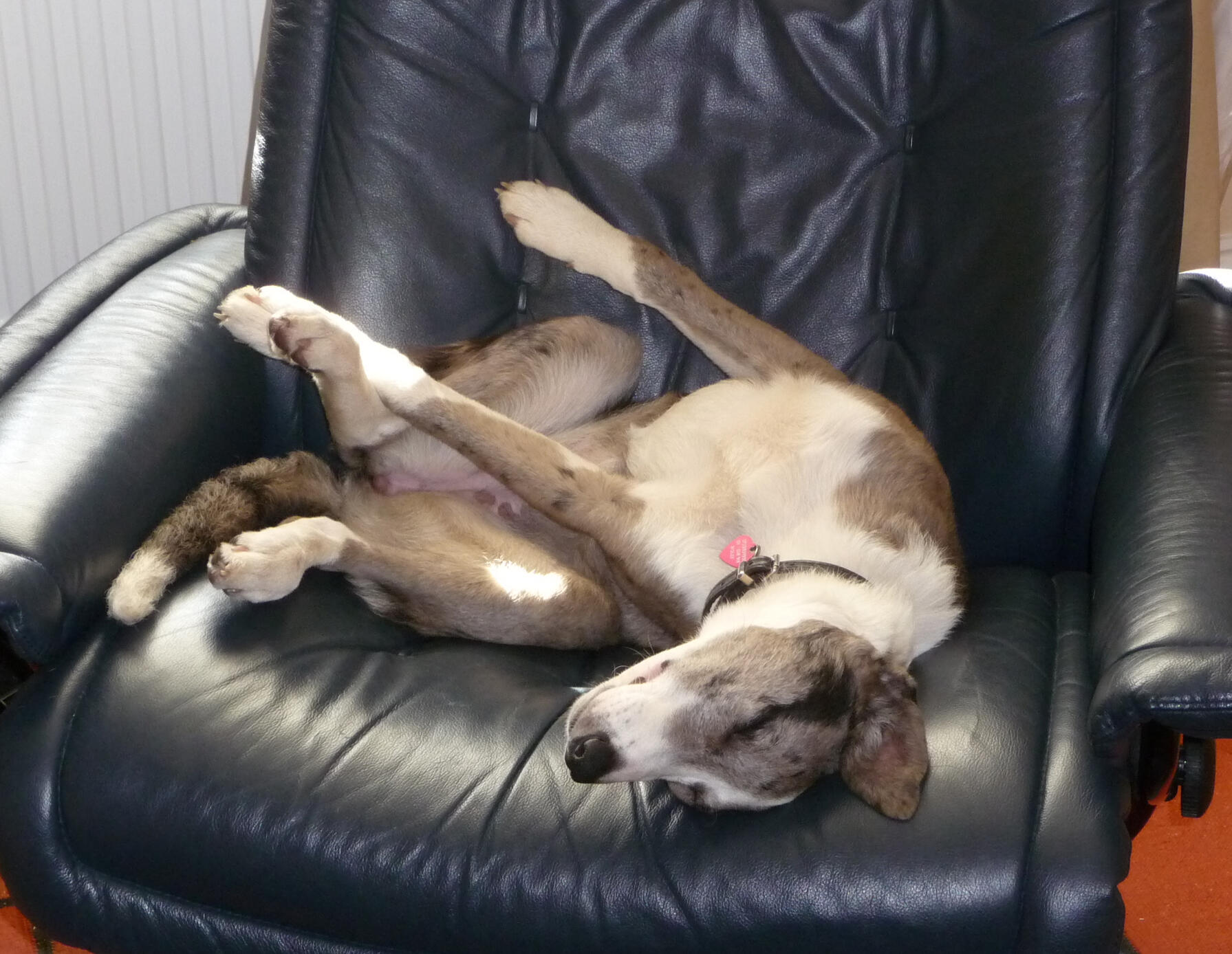 'When Daisy arrived, Colin was reclining in Edward’s Stressless chair as if nothing had happened.'