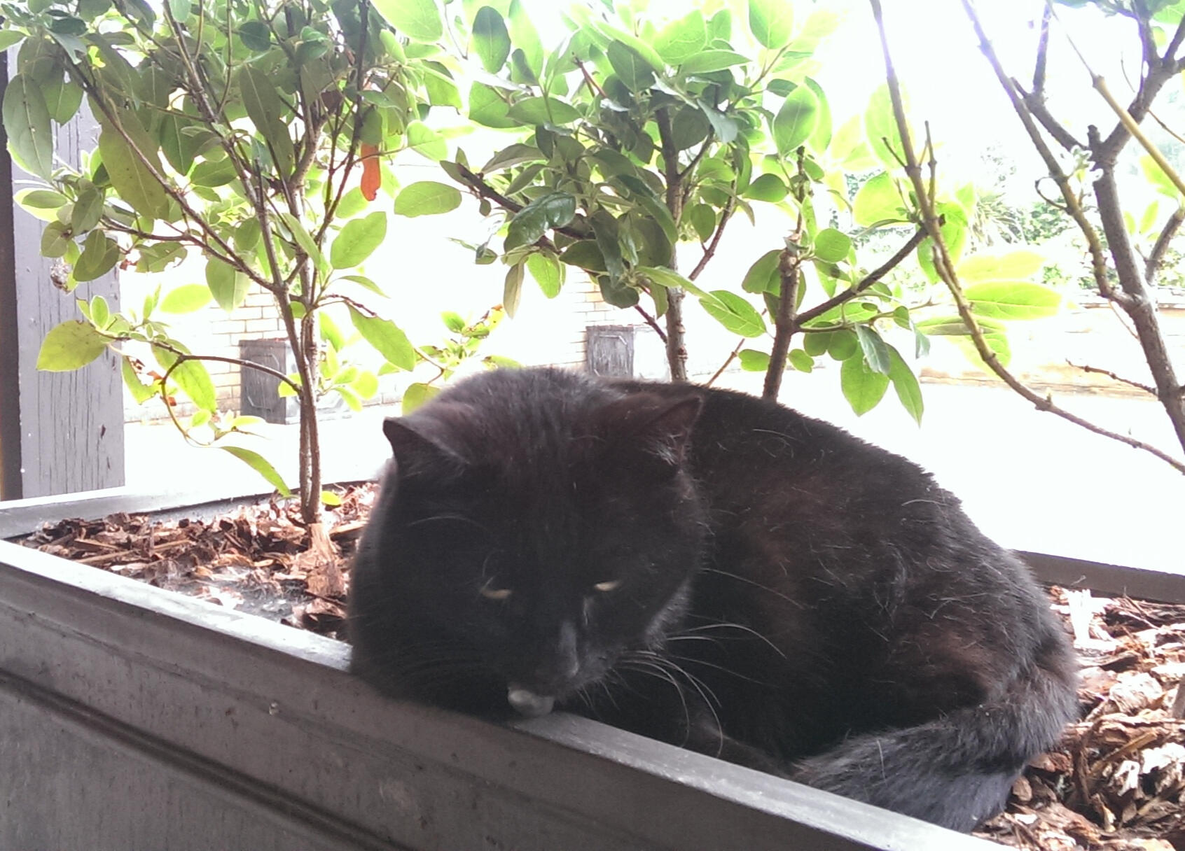 'I left them to it and found Cremilly, the sweet little crematorium cat. She was sunning herself in a planter!'